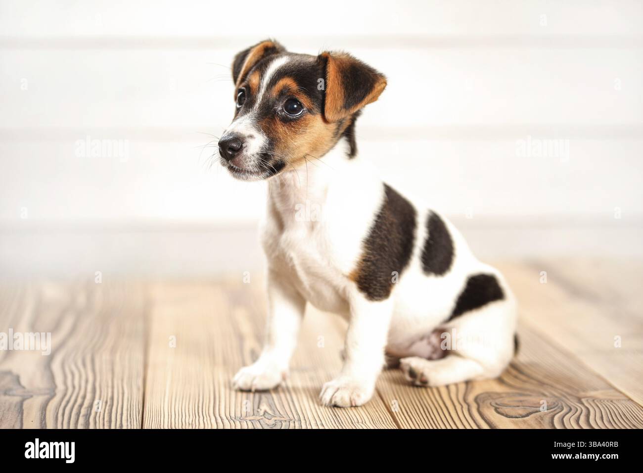 Jack Russell Terrier Welpe sitzt auf Brettboden, heller Hintergrund, Studio-Aufnahme, Liptovsky Hradok, Slowakei, Europa Stockfoto