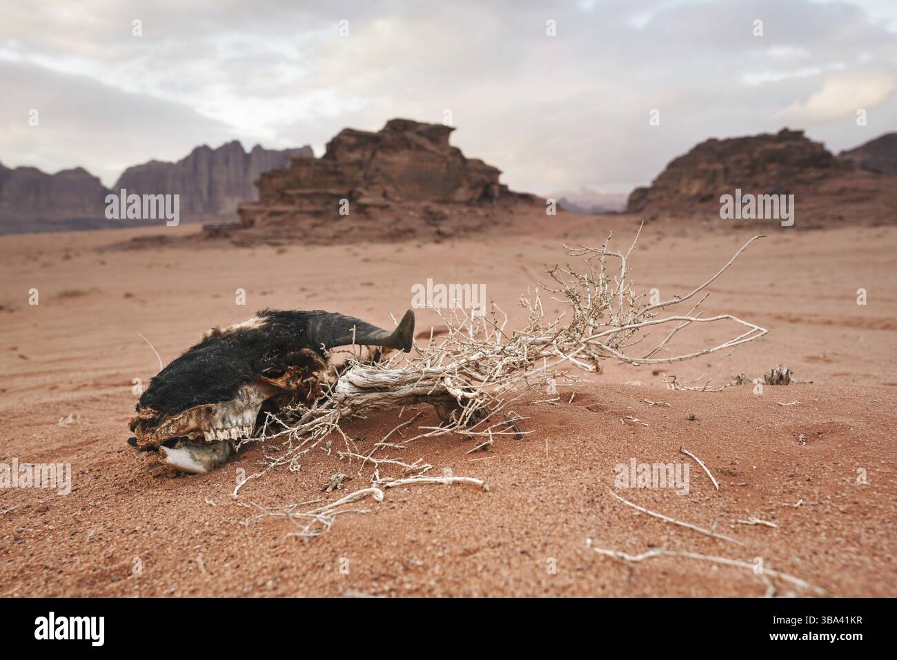 Alter Ziegenkopfschädel, Fleisch von wilden Tieren und Vögeln gegessen, auf roter Sandwüste, Berge in der Ferne, Landschaft von Wadi Rum, Jordanien, Asien Stockfoto