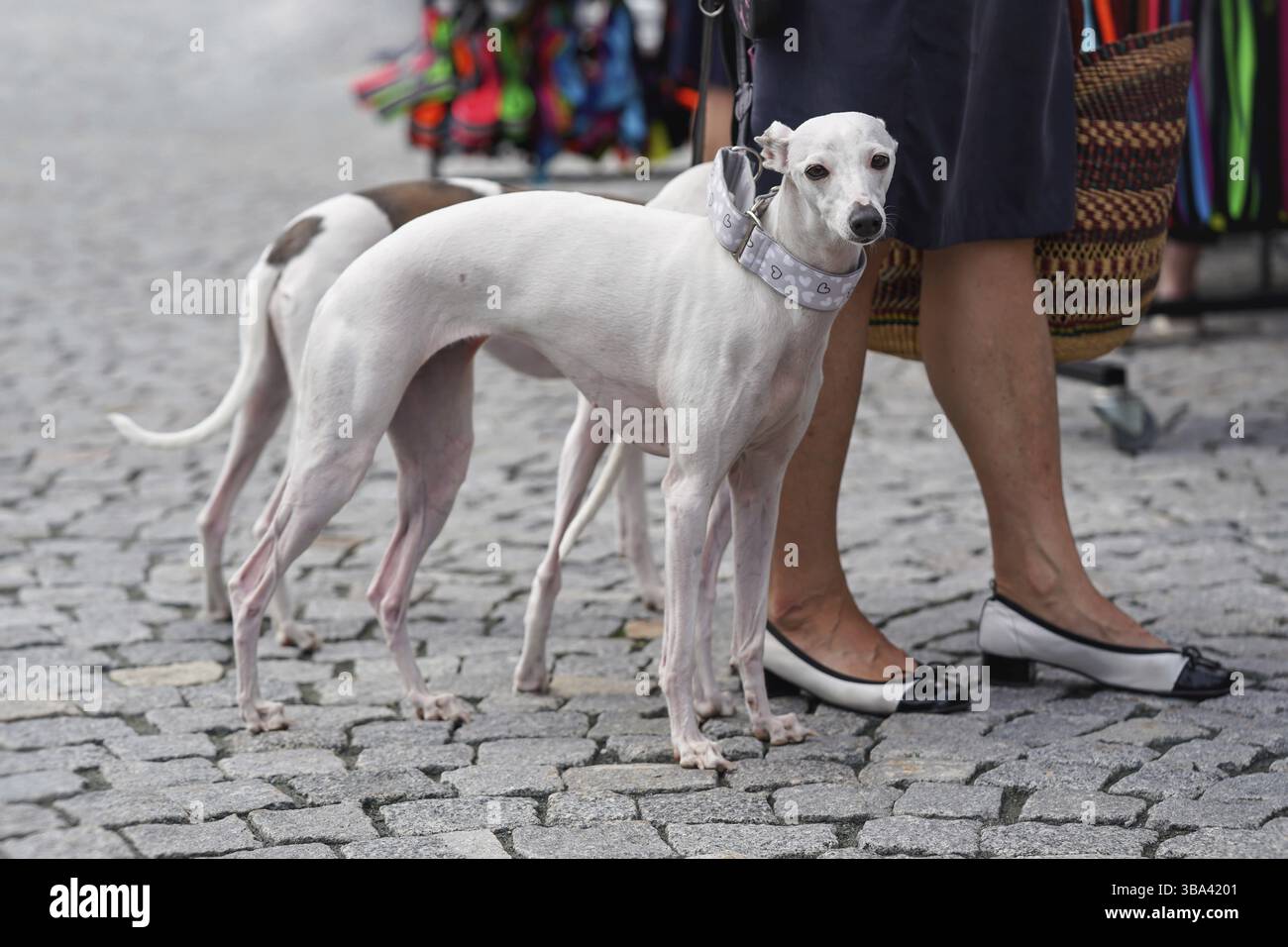 Zwei windhunde, die neben ihrem Besitzer auf Kopfsteinpflaster laufen, Brünn, Tschechische Republik, Europa Stockfoto