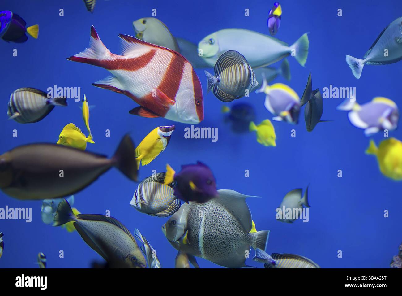 Bunte tropische Fische vor dem Hintergrund von Riffen und Korallen Stockfoto