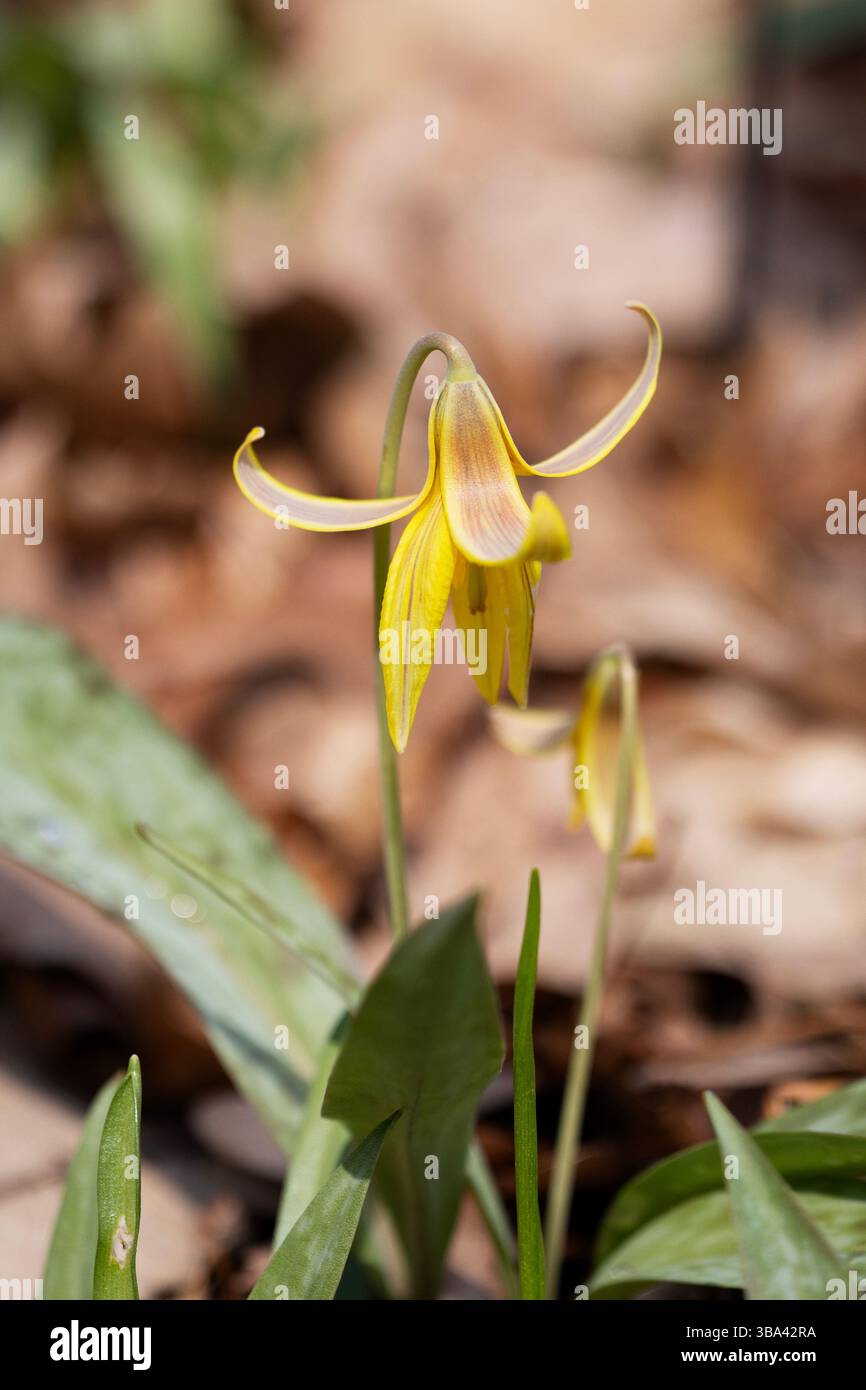 Gelbe Forellenlilie (Erythronium americanum), auch bekannt als Hahnentrittviolett, blüht in den Wäldern. Stockfoto