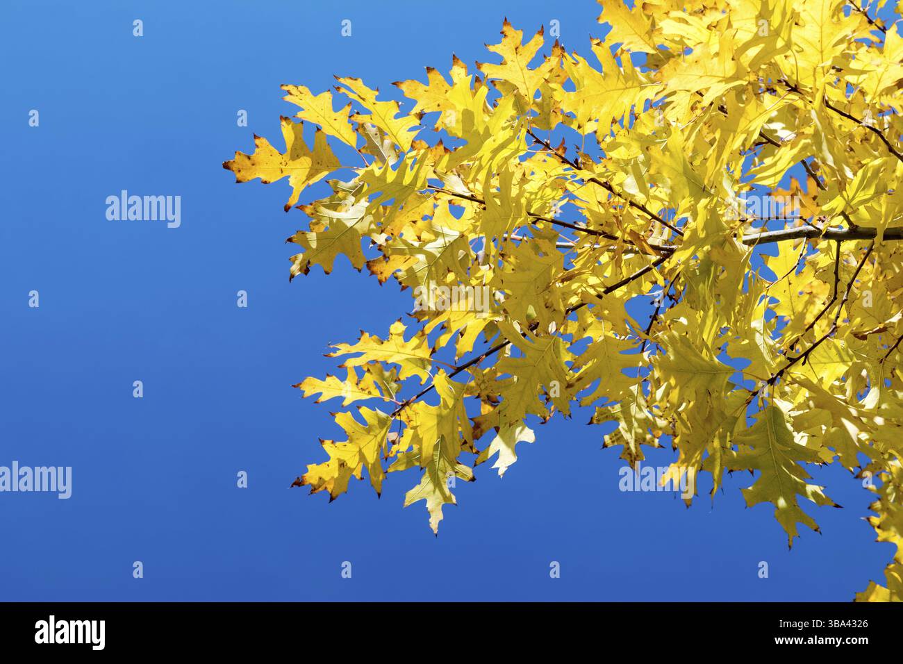 Der Herbst hinterlässt den Himmel. Herbst Ahornbäume Zweig mit gelben Blättern auf blauem Himmel Hintergrund Stockfoto