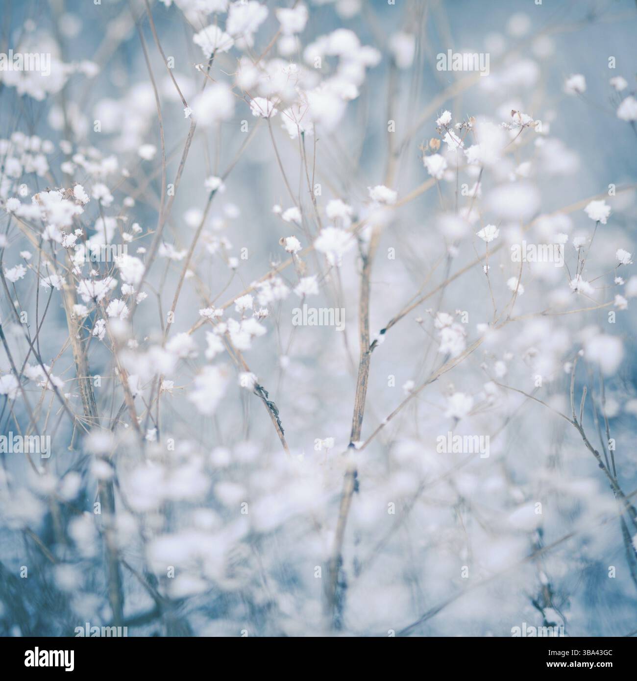 Winterpflanzenhintergrund – Schneeflocken über trockenem Dill Stockfoto
