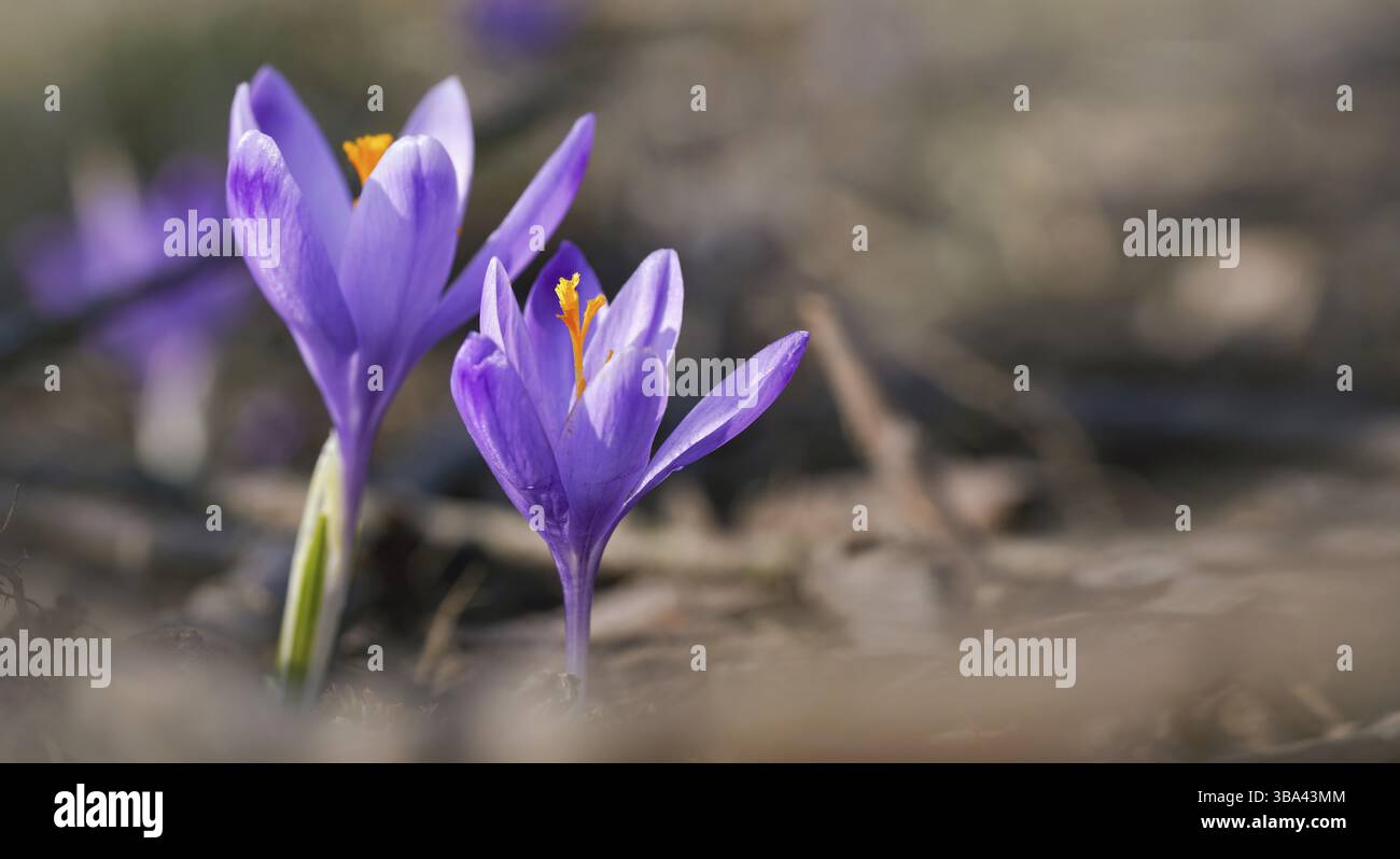 Wilde lila und gelbe Iris Crocus heuffelianus verfärben Blüten, die im Schatten wachsen, trockenes Gras und Blätter in der Umgebung, Liptovska Kokava, Slowakei, Europa Stockfoto