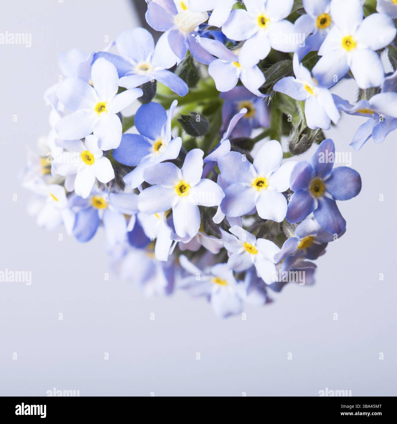 Vergiss-mich-nicht-Blumen schließen sich auf blauem Hintergrund Stockfoto