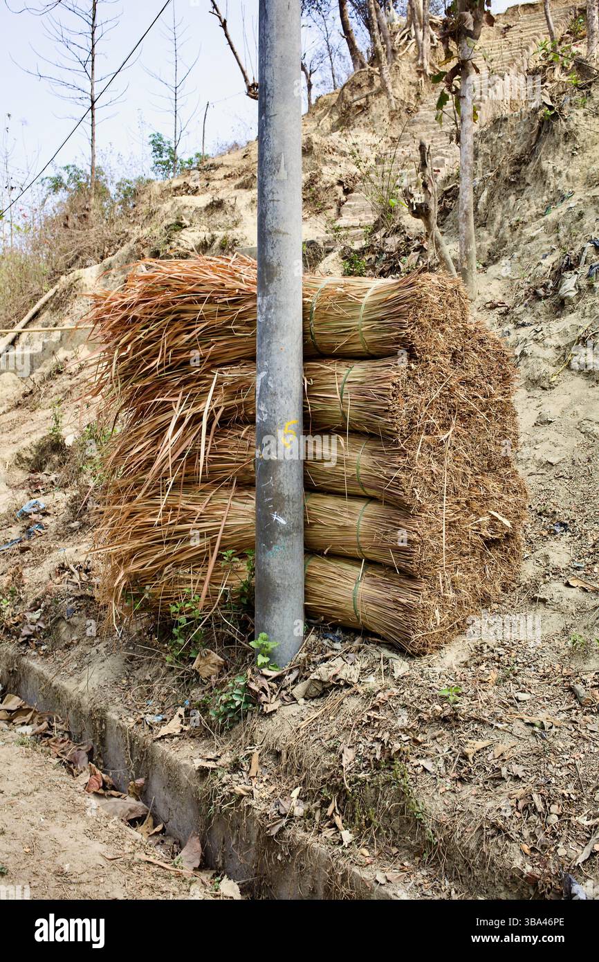 Bündel von Kans, auch bekannt als kash Gras, die entlang eines Gehweges in Bandarban, Chittagong Hill Tracts, Bangladesch, zum Strohhalten und Fechten gestapelt sind. Stockfoto