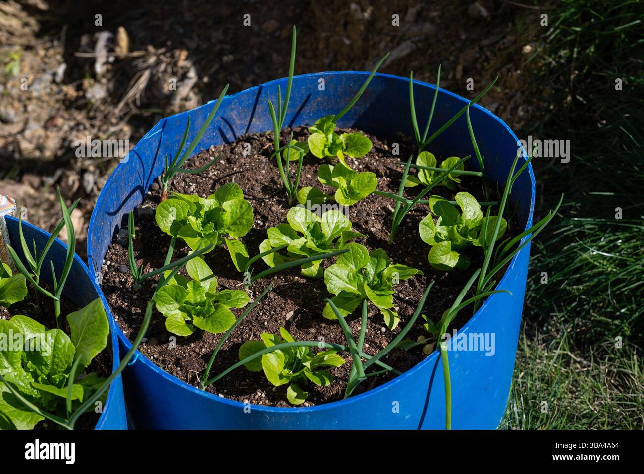 Salat- und Zwiebelpflanzen wachsen in einem Plastikmüll im Garten. Recyclingkonzept. Stockfoto