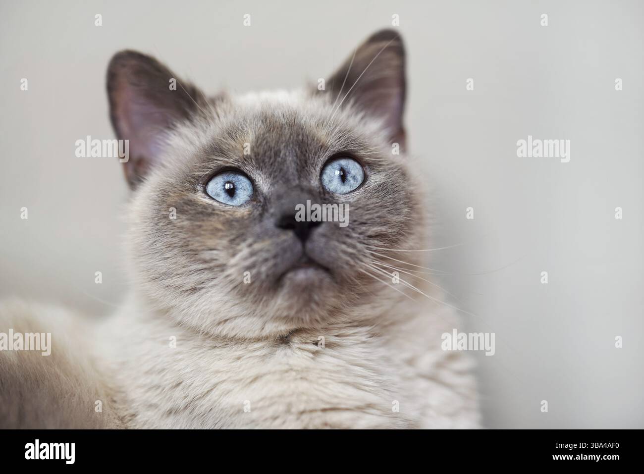 Ältere graue Katze mit durchdringenden blauen Augen, Nahaufnahme, Brünn, Tschechische Republik, Europa Stockfoto
