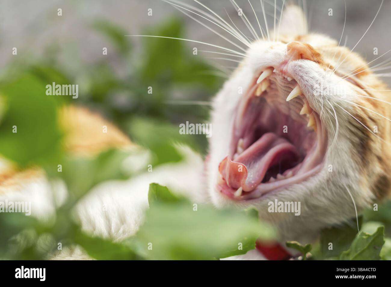 Süße weiß-rote Katze in einem roten Kragen entspannen Sie sich auf den Garten des grünen Grases Stockfoto