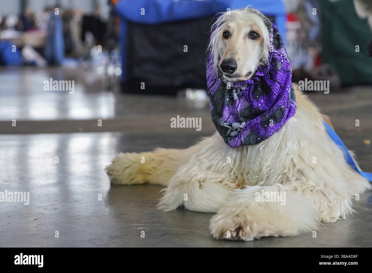 Weißer Borzoi, der drinnen auf dem Steinboden liegt, lila Schal um den Hals, gepflegt und bereit, wartet auf den Hundewettbewerb, Brünn, Tschechische Republik, EUR Stockfoto