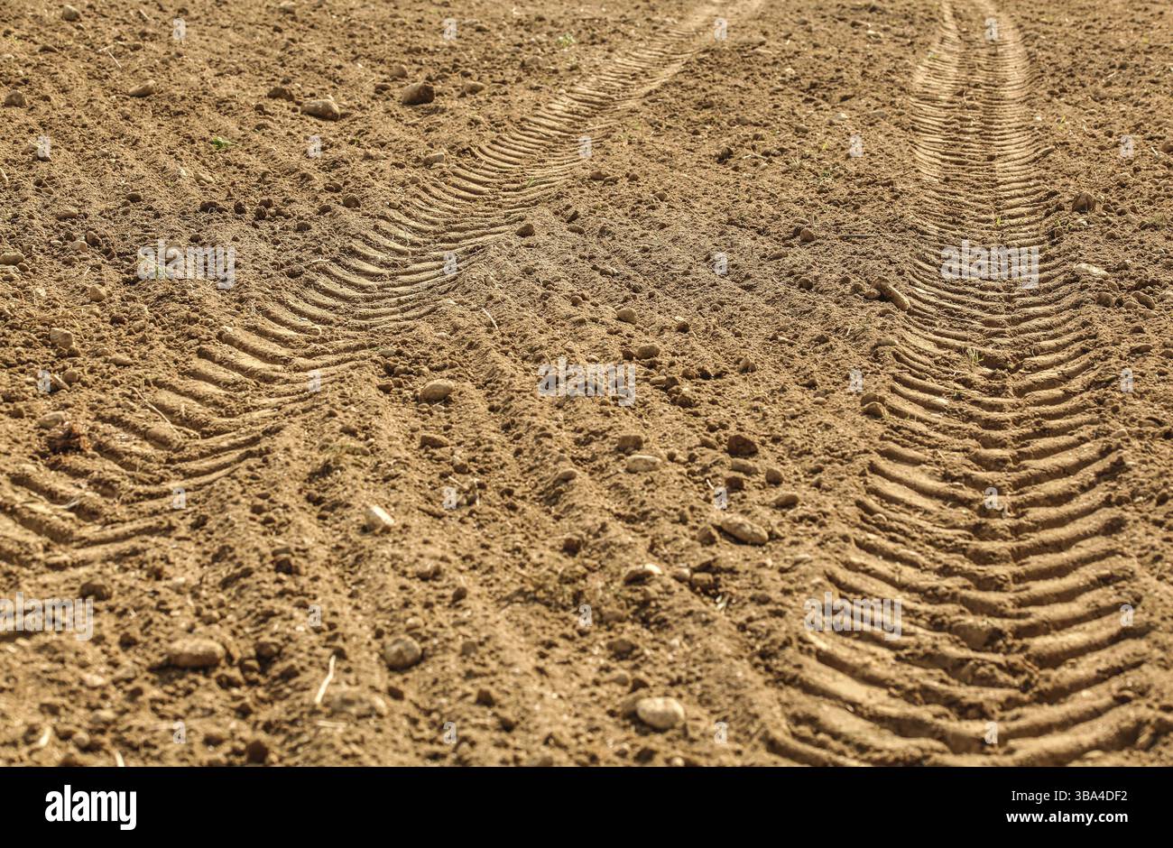 Traktorreifen auf trockenem Feld, von der Sonne beleuchtet, Liptovsky Hradok, Slowakei, Europa Stockfoto