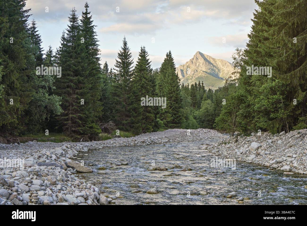Wald Fluss Bela mit kleinen runden Steinen und Nadelbäume auf beiden Seiten, am Nachmittag scheint die Sonne Krivan peak - Slowakische symbol-in Entfernung zu montieren Stockfoto