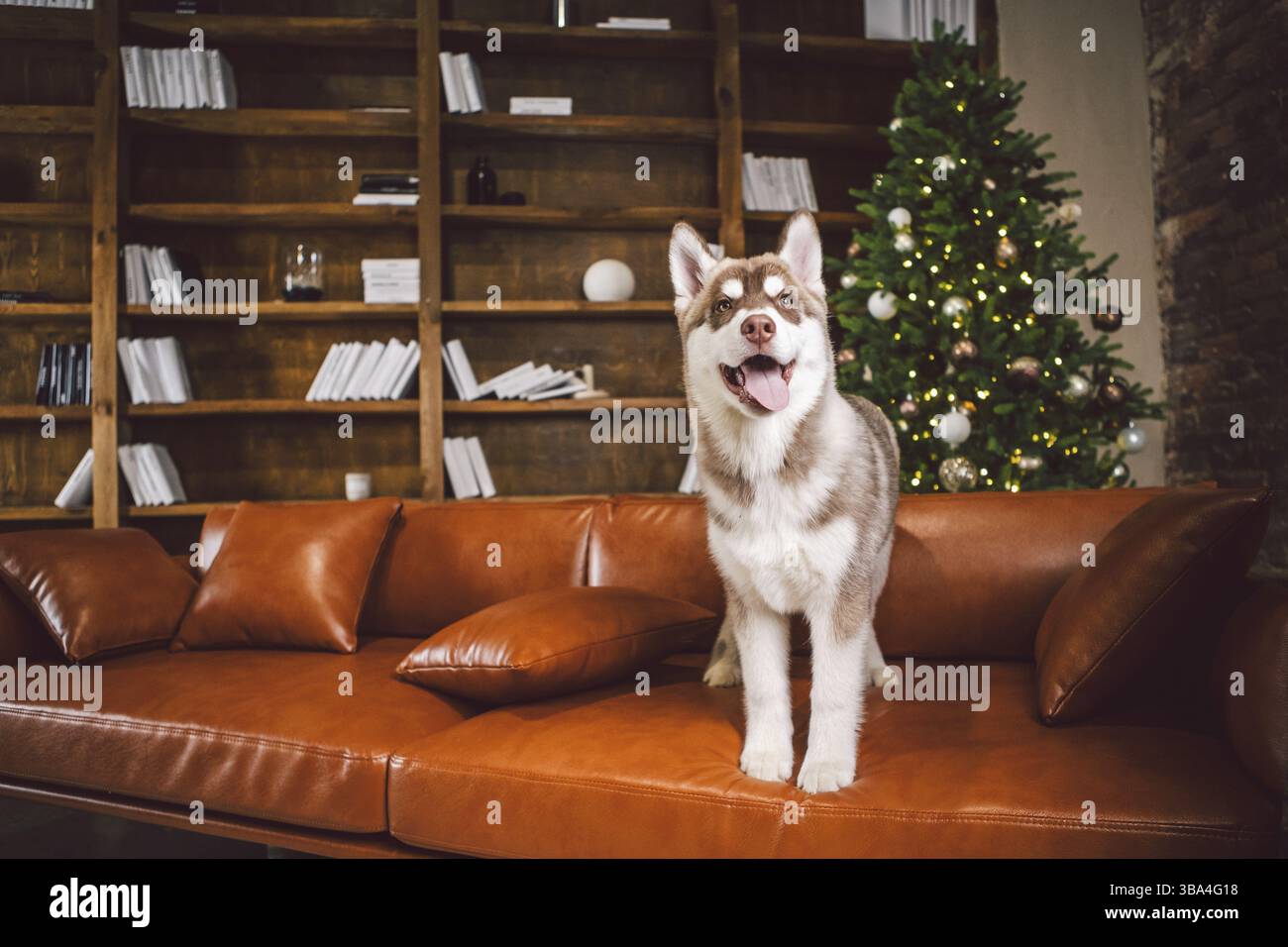 Welpe männlichen sibirischen Husky von weiß beige Farbe im Inneren Wohnzimmer bekommt Vergnügen auf rotem Ledersofa gegen von Bibliothek und Weihnachtsbaum in even Stockfoto
