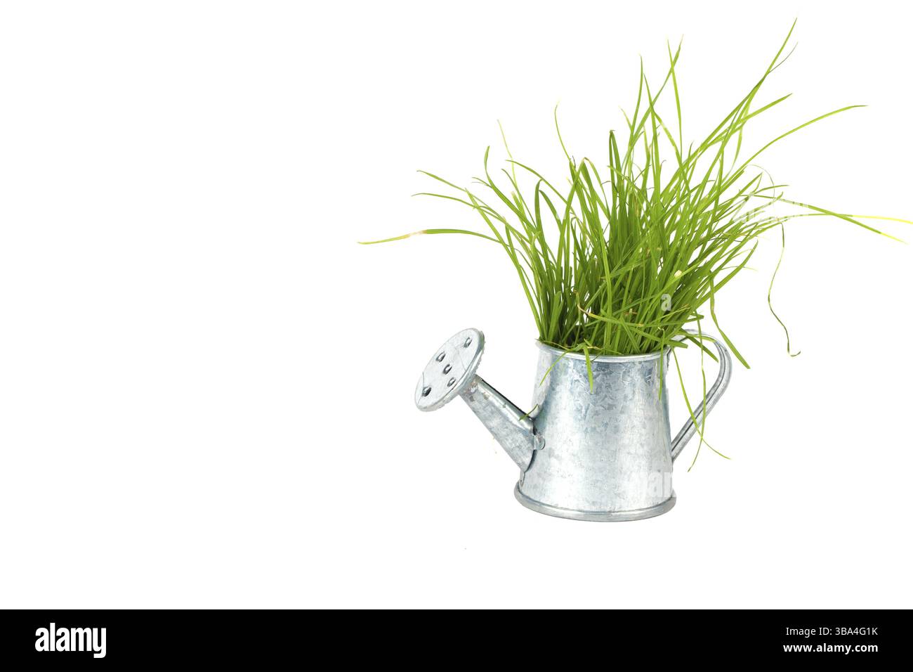 Garten- und Pflanzenbau. Grünes Gras wächst aus einer kleinen Gießkanne aus Metall Stockfoto