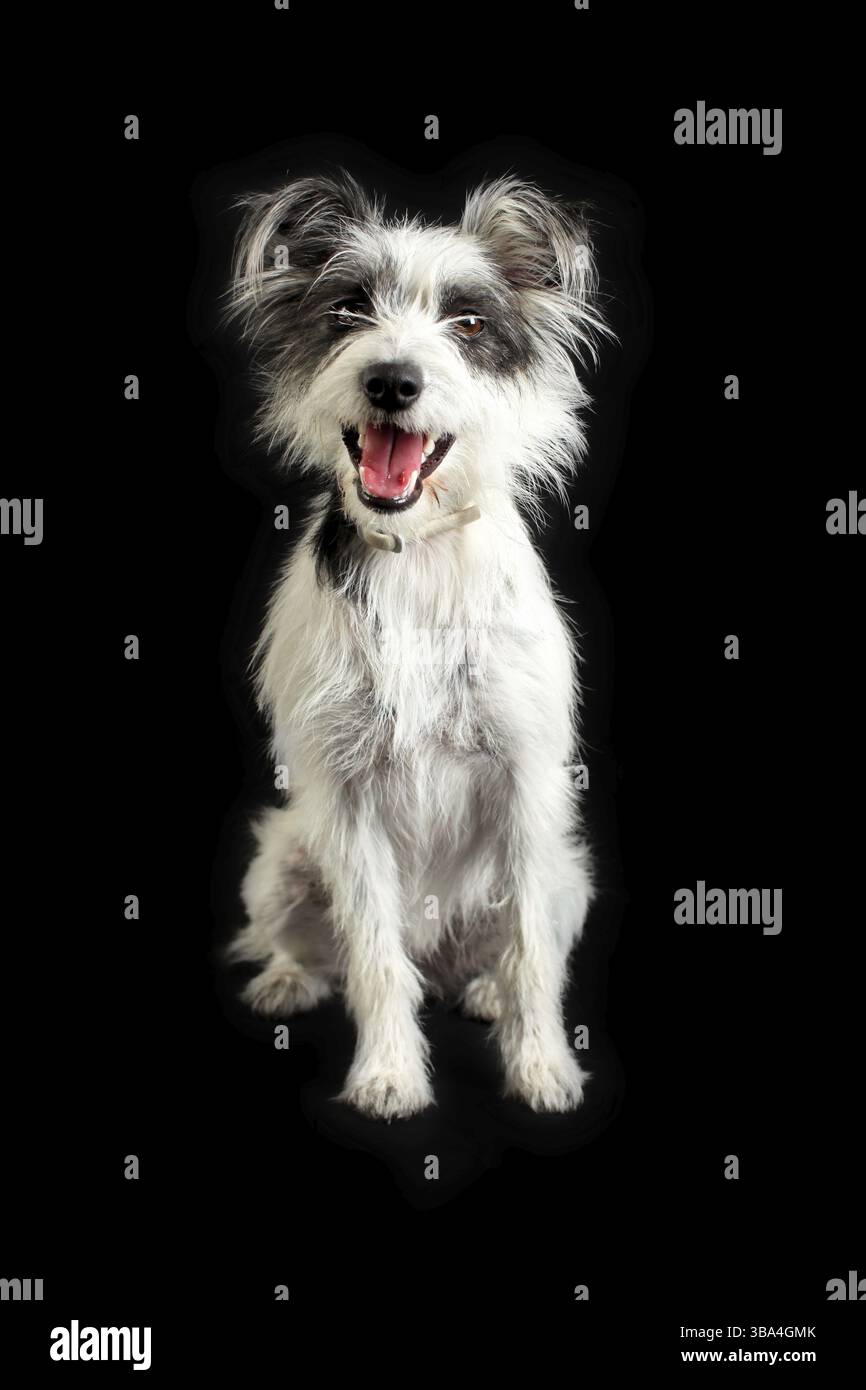 Hund isoliert auf schwarzem Hintergrund Stockfoto