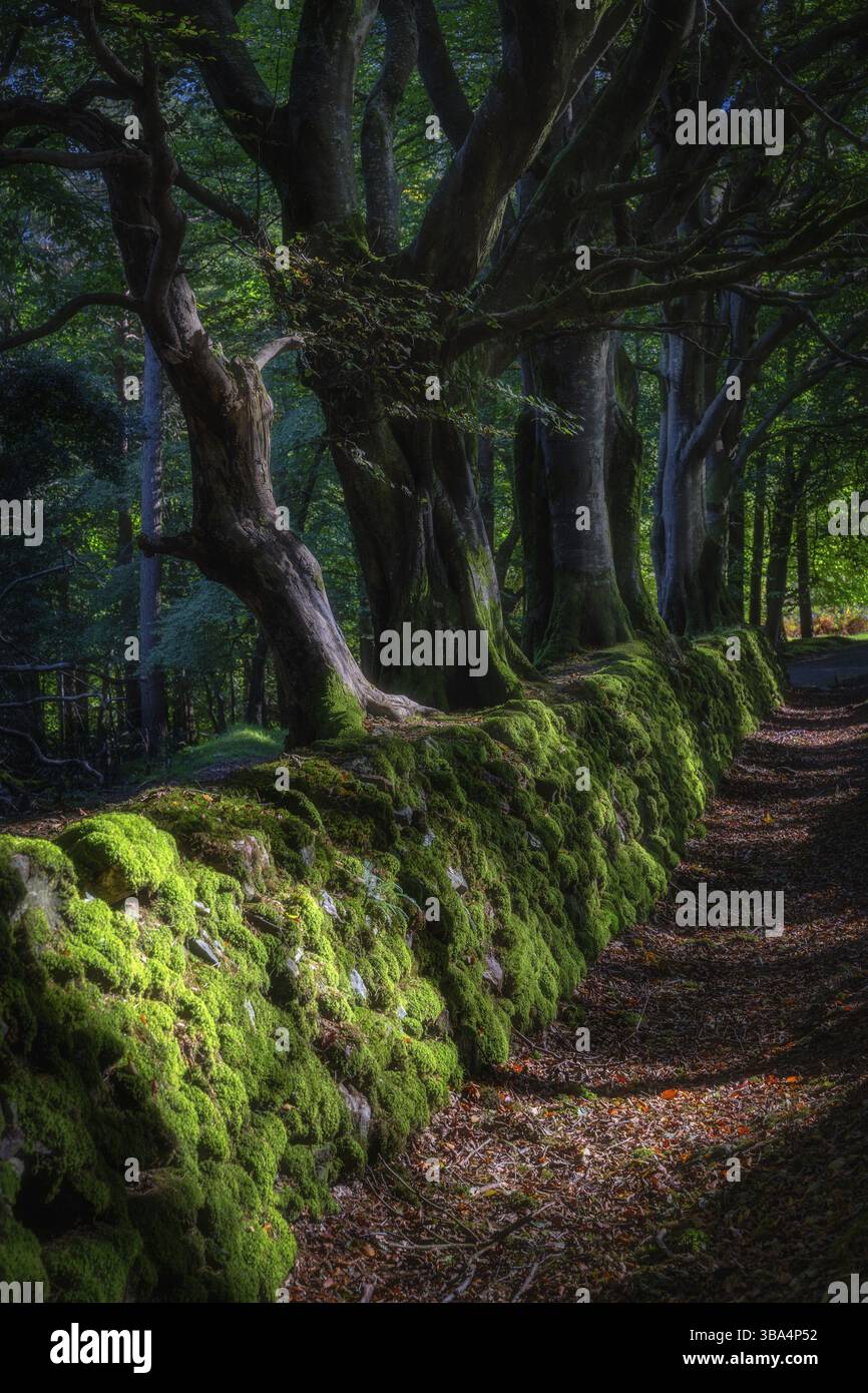 Alter, stimmungsvoller Wald mit wunderschönen alten Buchen, die auf einer alten moosigen Steinmauer wachsen und von Sonnenlicht beleuchtet werden. Glendalough, Wicklow Mountains, Irland, Eu Stockfoto