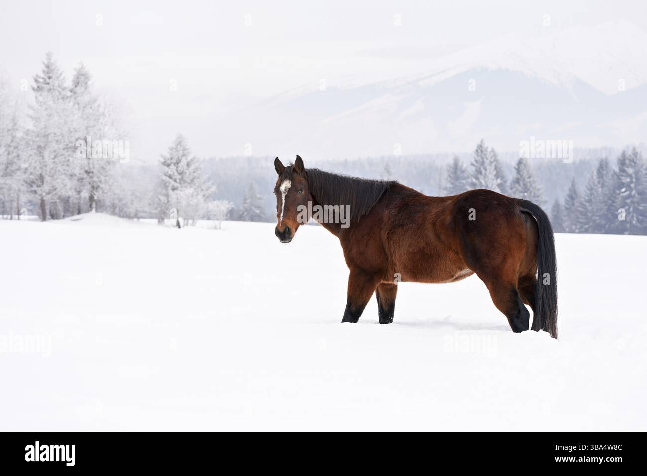 Dunkelbraune Pferdewanderungen auf schneebedecktem Feld im Winter, verschwommene Bäume im Hintergrund, Blick von Side, Vychodna, Slowakei, Europa Stockfoto
