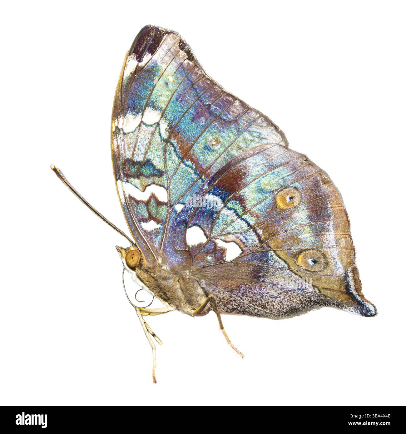 Tropisches Blau und Schwarz - Schmetterling isoliert auf weißem Hintergrund Stockfoto