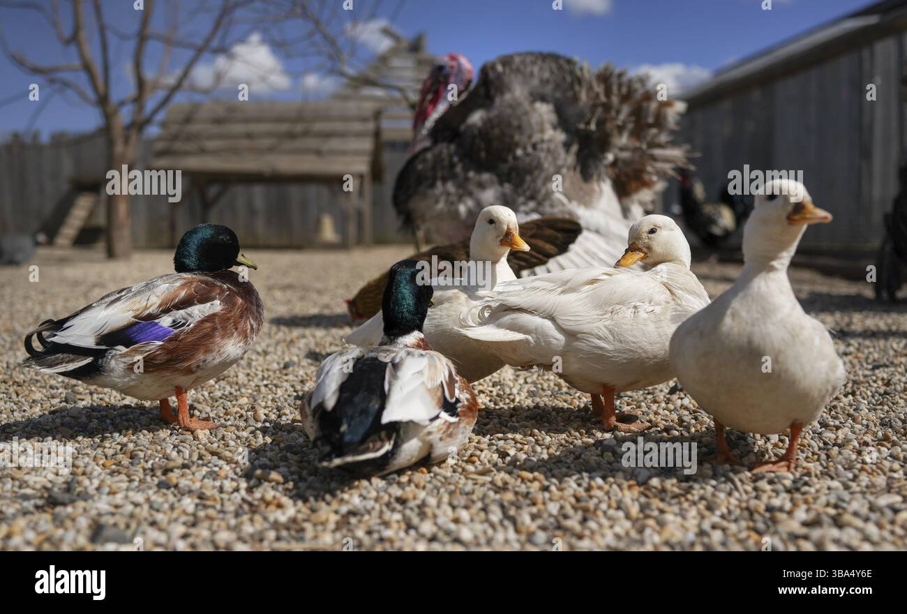 Gruppe von Enten auf kleinem runden Steinboden, verschwommener Farmhintergrund, detailgenaue Details, flaches Tiefenfeld, nur ein Vogelauge im Fokus Stockfoto