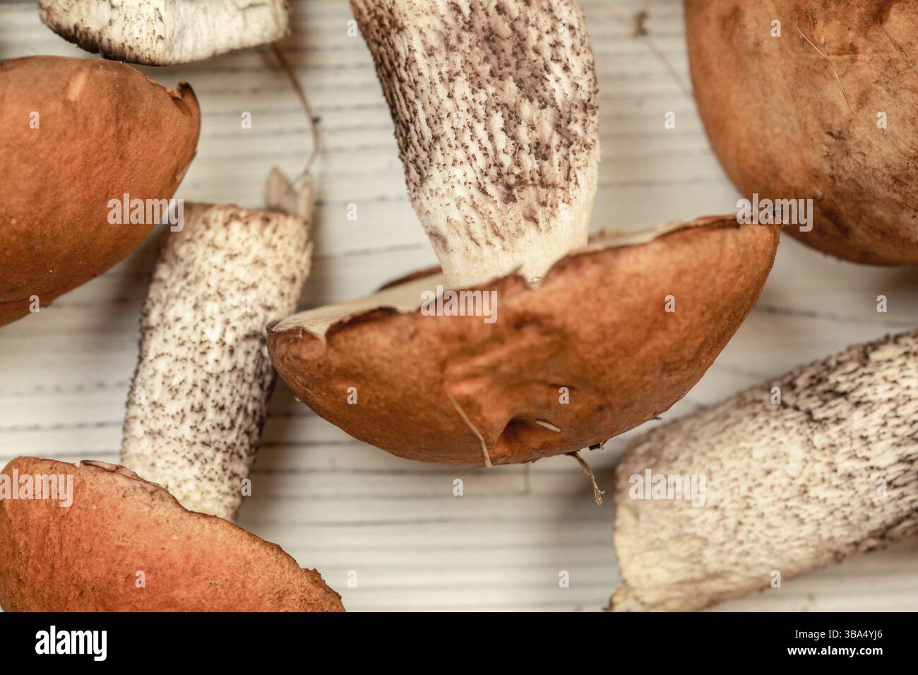 Frisch geerntete Waldpilze (Sorte Leccinum aurantiacum) auf weißem Brett, bereit zur Reinigung, geringe Tiefe des Feldes Foto, nur Stiel in f Stockfoto