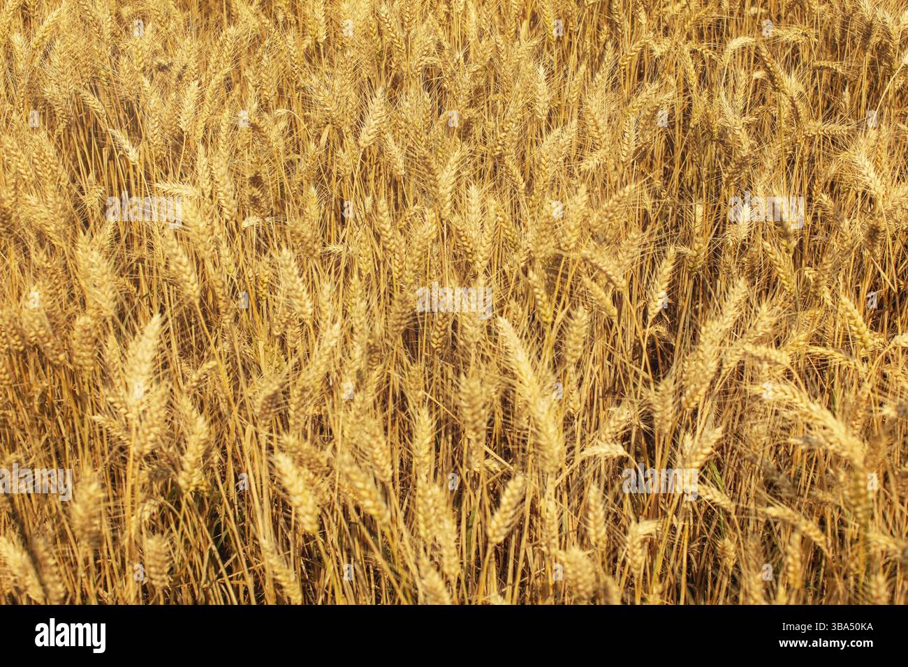 Weizenfeld, beleuchtet von der Nachmittagssonne. Abstrakter Sommerhintergrund, Liptovsky Hradok, Slowakei, Europa Stockfoto