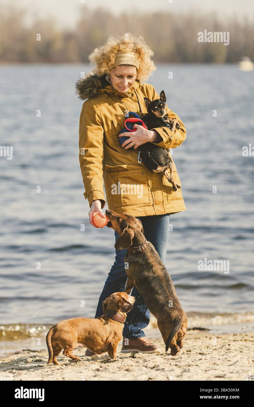 Betrifft viele haustiere, hund Liebhaber auf gehen. Erwachsener, Alter ältere Menschen kaukasischen Frau mit drei Hunden Rasse Dackel und Hände Toy Terrier Besitzer spielt mit Kugel d Stockfoto