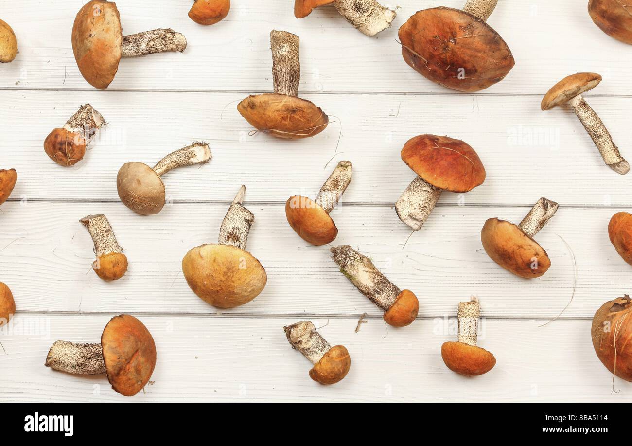 Blick von oben nach unten - frische Waldpilze, Rothauben (Leccinum aurantiacum / Albostipitatum), auf weißen Holzbrettern, Liptovsky Hradok, Slova Stockfoto