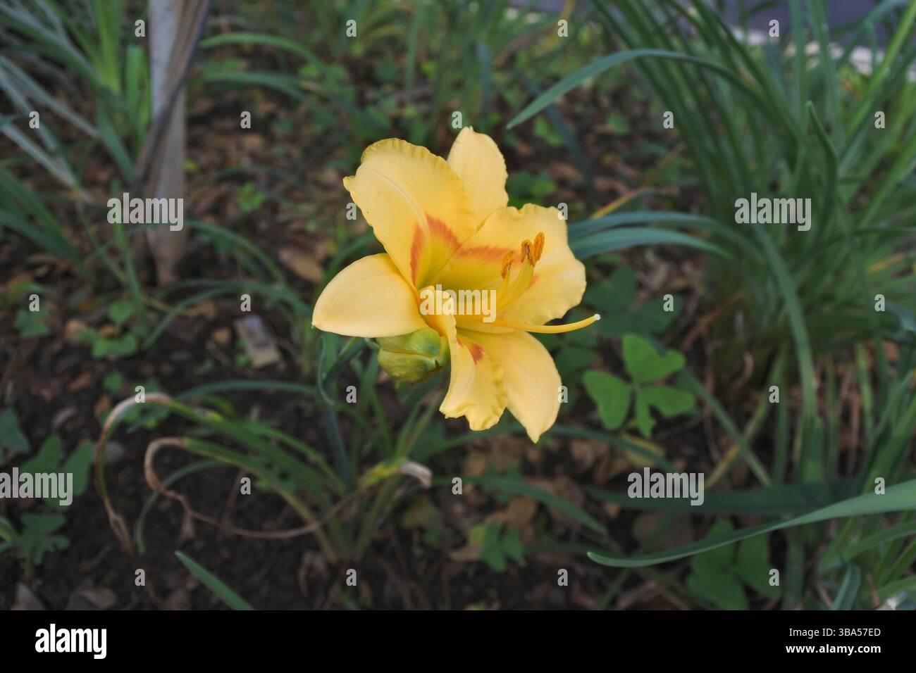 Batiklilien, nach ihrem Namen gelb-orange Batiklilien genannt, ähneln Narzissen. Diese schönen Blumen sollen in Gräben reichlich wachsen. Stockfoto