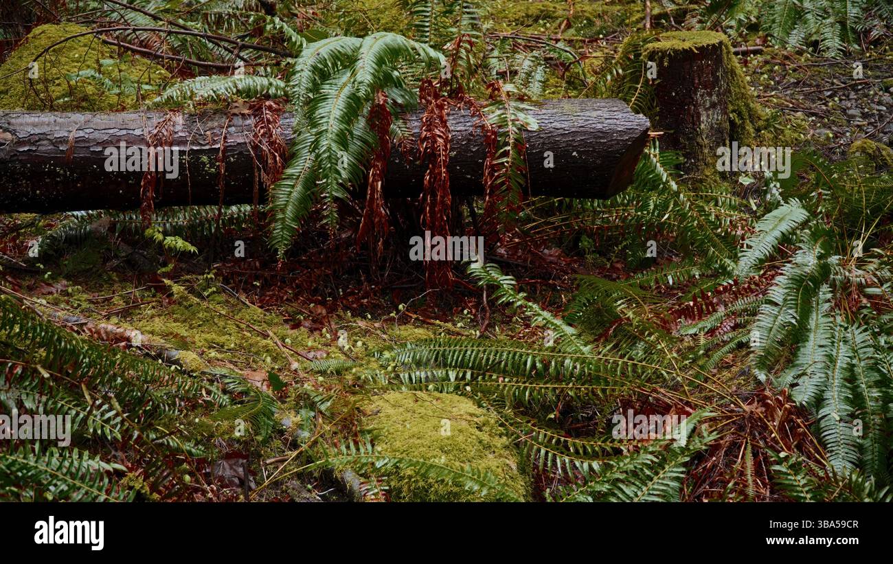 Umgefallener Baumstamm, bedeckt mit Farnen und Moos in einem üppigen Wald Stockfoto