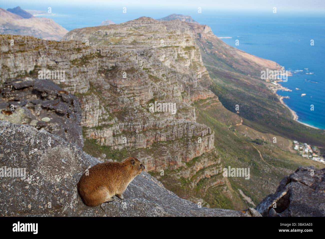 Der Felshyrax, auch Dassie, Cape hyrax, Felshase und coney genannt, und der aussichtspunkt des berühmten Tafelbergs und des Kap der Guten Hoffnung, CA Stockfoto
