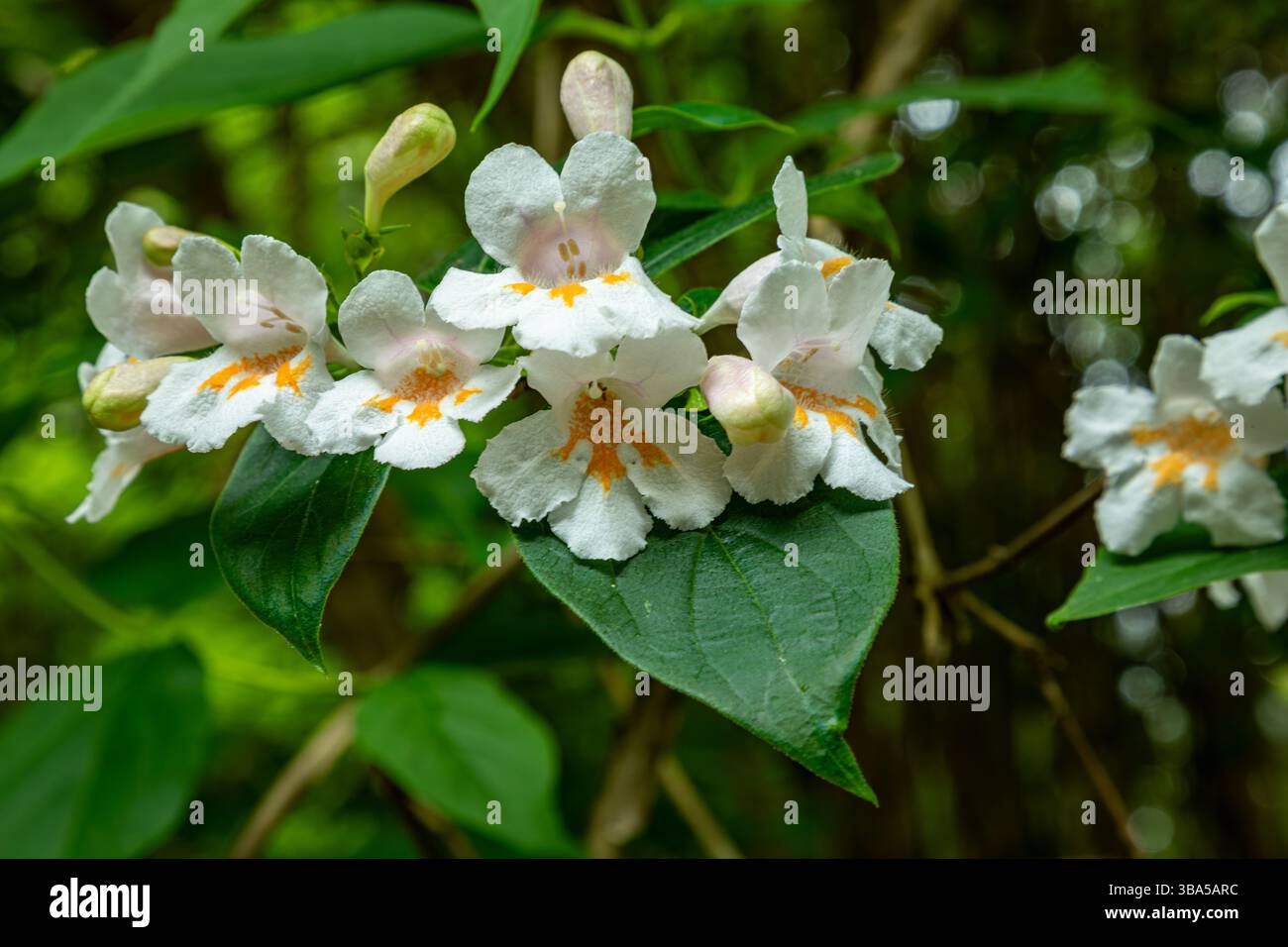 WA28425-00...WASHINGTON - zarte weiße Blütensträhne mit orangefarbenen Zentren, die im Frühling im Washington Park Arboretum zu sehen sind. Stockfoto