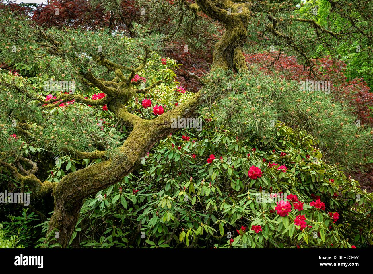 WA28453-00...WASHINGTON - Moosbedeckter gedrehter Kiefernstamm und rote Rhododendron im Kubota Garden in Seattle. Stockfoto