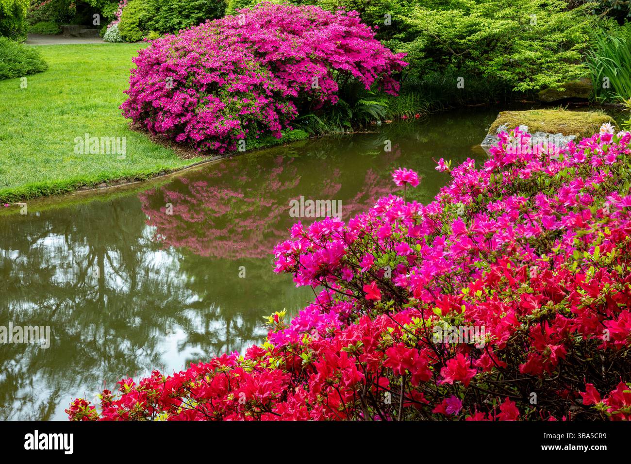 WA28455-00...WASHINGTON - Azaleen in Blüte und spiegeln sich im stillen Wasser eines kleinen Teichs im Kubota Garden in Seattle. Stockfoto