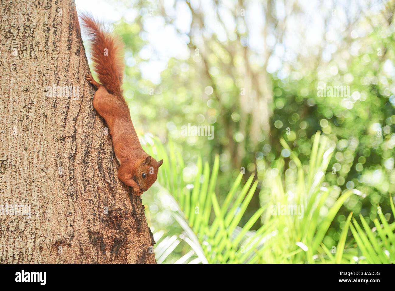 Rotschwanzhörnchen, Sciurus granatensis, in einem Baum, im El Gallineral Park in San Gil, Colombias Stockfoto