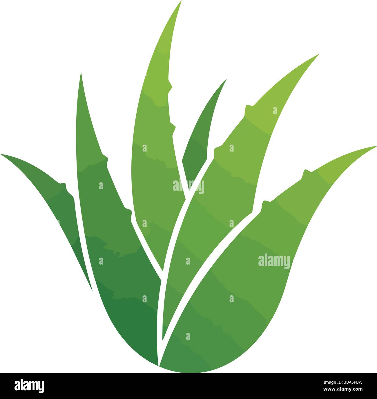 Aloe Vera Pflanze Illustration mit detaillierten grünen Blättern Stock Vektor