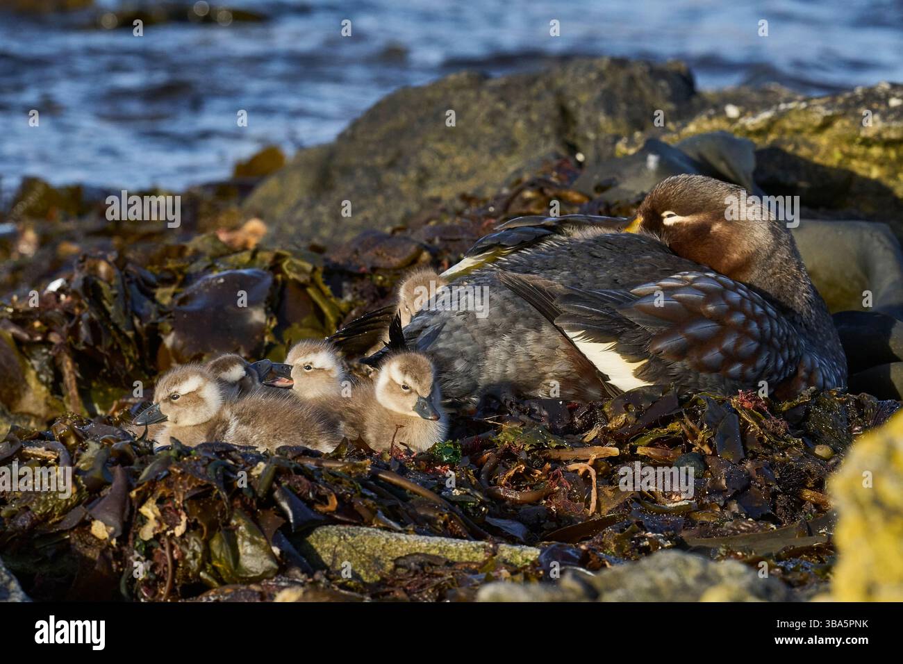 Kürzlich geschlüpfte Brut von Falkland Steamer Ducks (Tachyeres brachypterus) beherbergt neben dem erwachsenen Weibchen an einem felsigen Strand auf den Falklandinseln Stockfoto