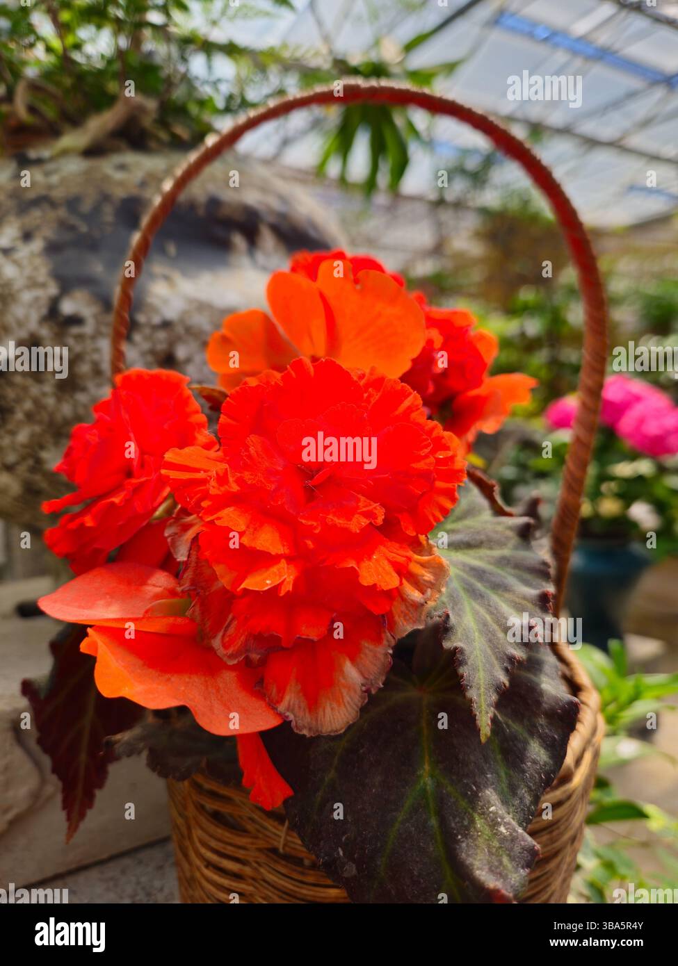 Helle rote Begonia im Korb im Greenhouse Garden Display Stockfoto