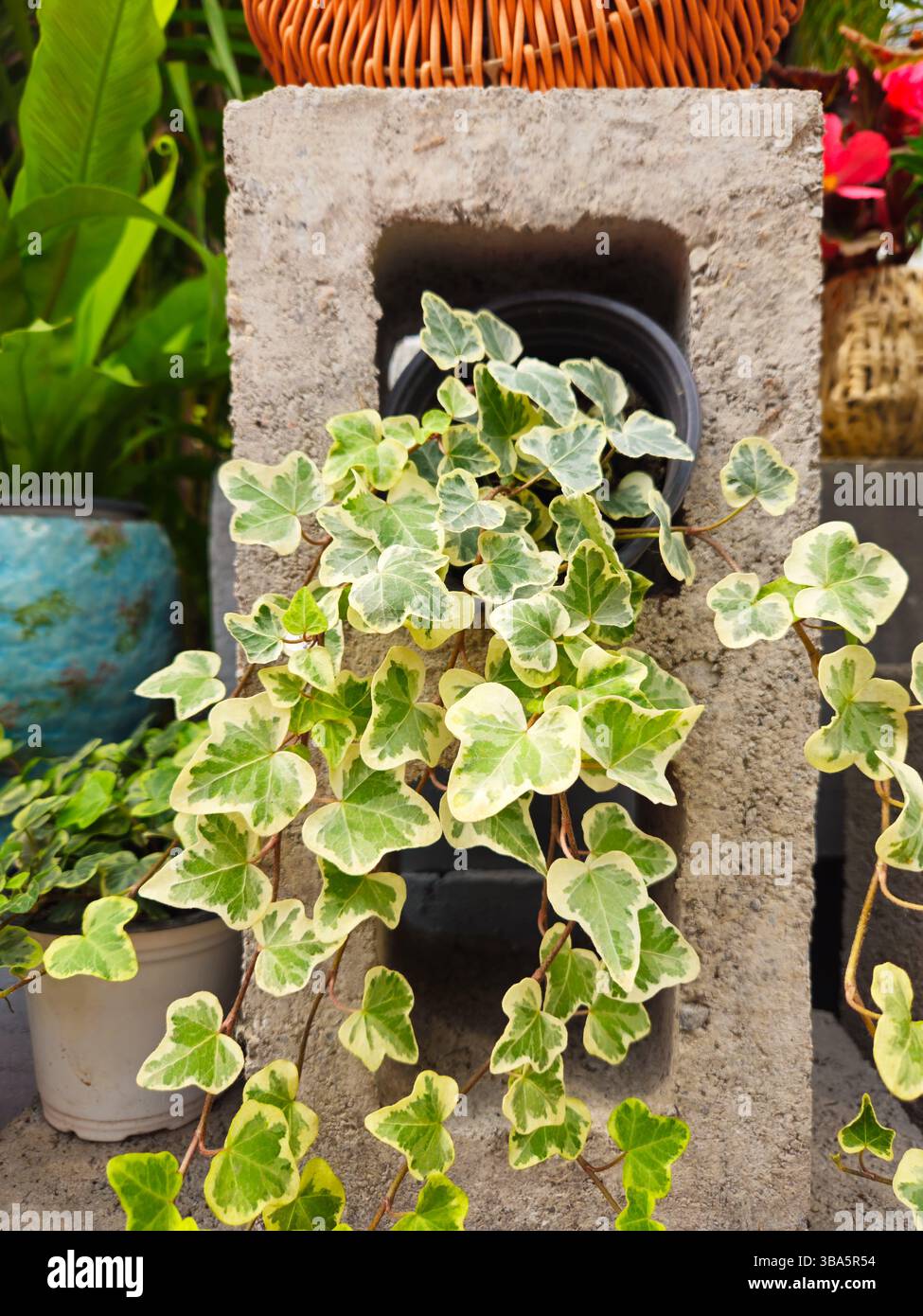 Verschiedene englische Evy Cascading from Concrete Block in Garden Setting Stockfoto