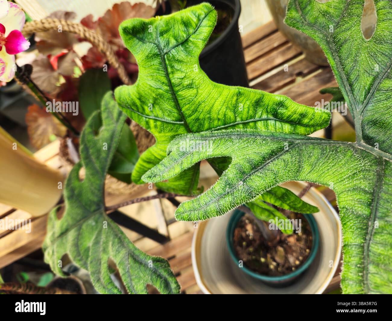 Indonesien Alocasia Jacklyn lässt sich in einem Topf-Arrangement mit geäderter Textur und tiefen Lappen Stockfoto