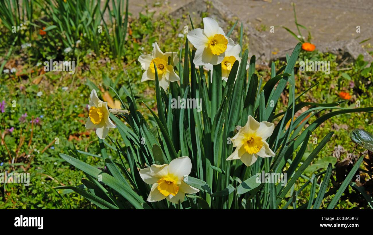 Makrofotografie von Narzissen und Ringelblumen in einem bunten Garten Stockfoto