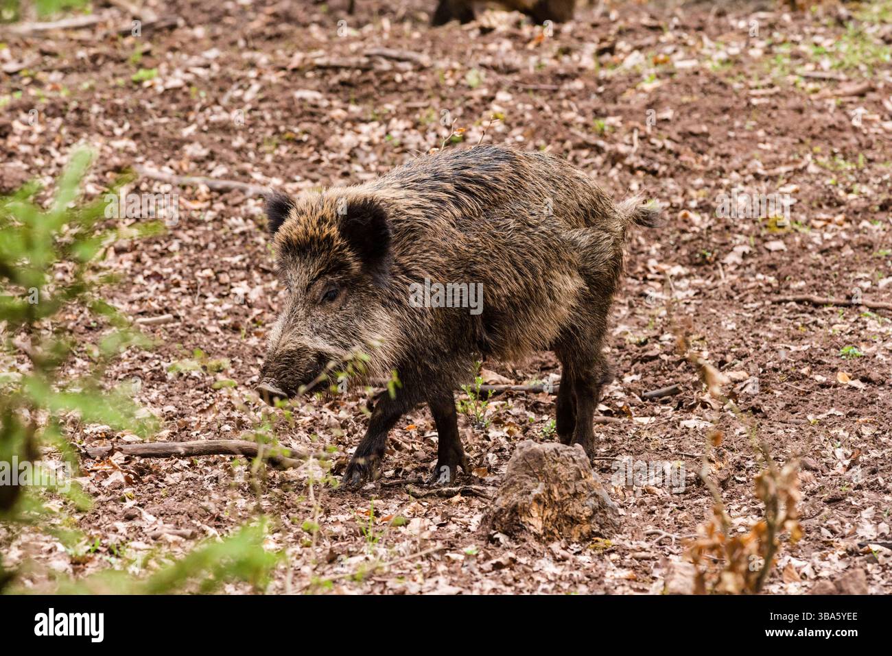 Ein Wildschwein Sus scrofa in einem Wald, Tübingen, Baden Württemberg, Deutschland. Ein Wildschwein steht in einem Wald *** Ein Wildschwein Sus scrofa in einem Wald, Tübingen, Baden Württemberg, Deutschland Ein Wildschwein steht in einem Wald Stockfoto
