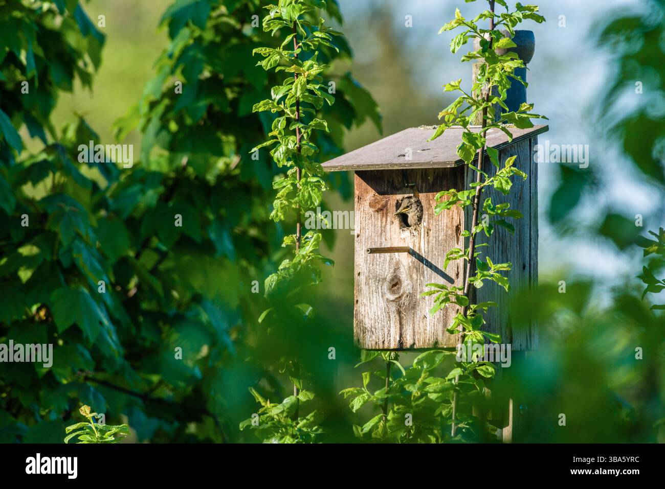 Ein junger geschlüpfter Star Sturnus vulgaris sitzt im Vogelhaus und schaut heraus. Leutkirch, Baden Württemberg, Deutschland ein Star mit Jungen vor seinem Häuschen *** Ein junger geschlüpfter Starling Sturnus vulgaris sitzt im Vogelhaus und blickt auf Leutkirch, Baden Württemberg, Deutschland Ein Starling mit Jungen vor seinem kleinen Haus Stockfoto