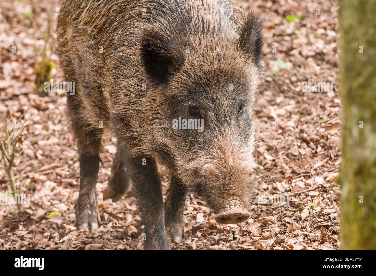 Ein Wildschwein Sus scrofa in einem Wald, Tübingen, Baden Württemberg, Deutschland. Ein Wildschwein steht in einem Wald *** Ein Wildschwein Sus scrofa in einem Wald, Tübingen, Baden Württemberg, Deutschland Ein Wildschwein steht in einem Wald Stockfoto
