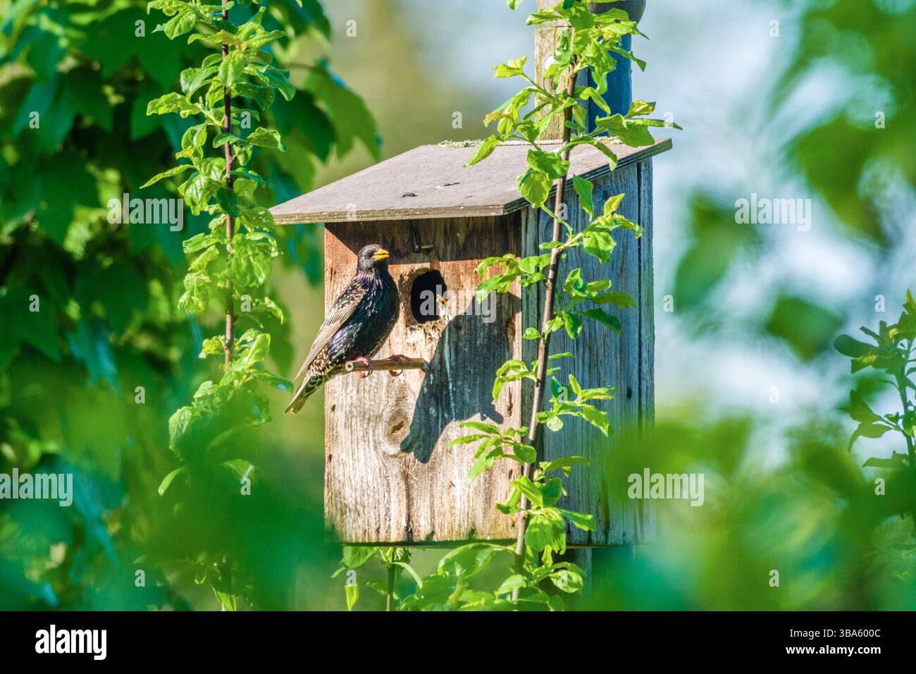 Ein Star Sturnus vulgaris sitzt am Eingang seines Vogelhäuschens und füttert seinen Jungvogel der Schnabel aufreisst. Leutkirch, Baden Württemberg, Deutschland ein Stern mit Jungen vor seinem Häuschen *** Ein Starnus vulgaris sitzt am Eingang seines Nistkastens und ernährt seinen Jungvogel, der seinen Schnabel öffnet Leutkirch, Baden Württemberg, Deutschland Ein Starling mit Jungen vor seinem Nistkasten Stockfoto