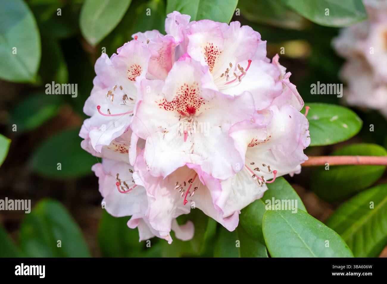 Eine detaillierte Nahaufnahme einer wunderschönen rosa und weißen Blume mit auffälligen roten Flecken, die ihre komplizierten Strukturen und Farben zeigt, Stockfoto