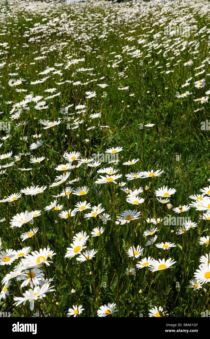 Oxeye blüht in voller Blüte in der Nähe von Rushlake Green, East Sussex, und bildet eine dichte und lebendige Sommerwiese mit Wildblumen. Stockfoto