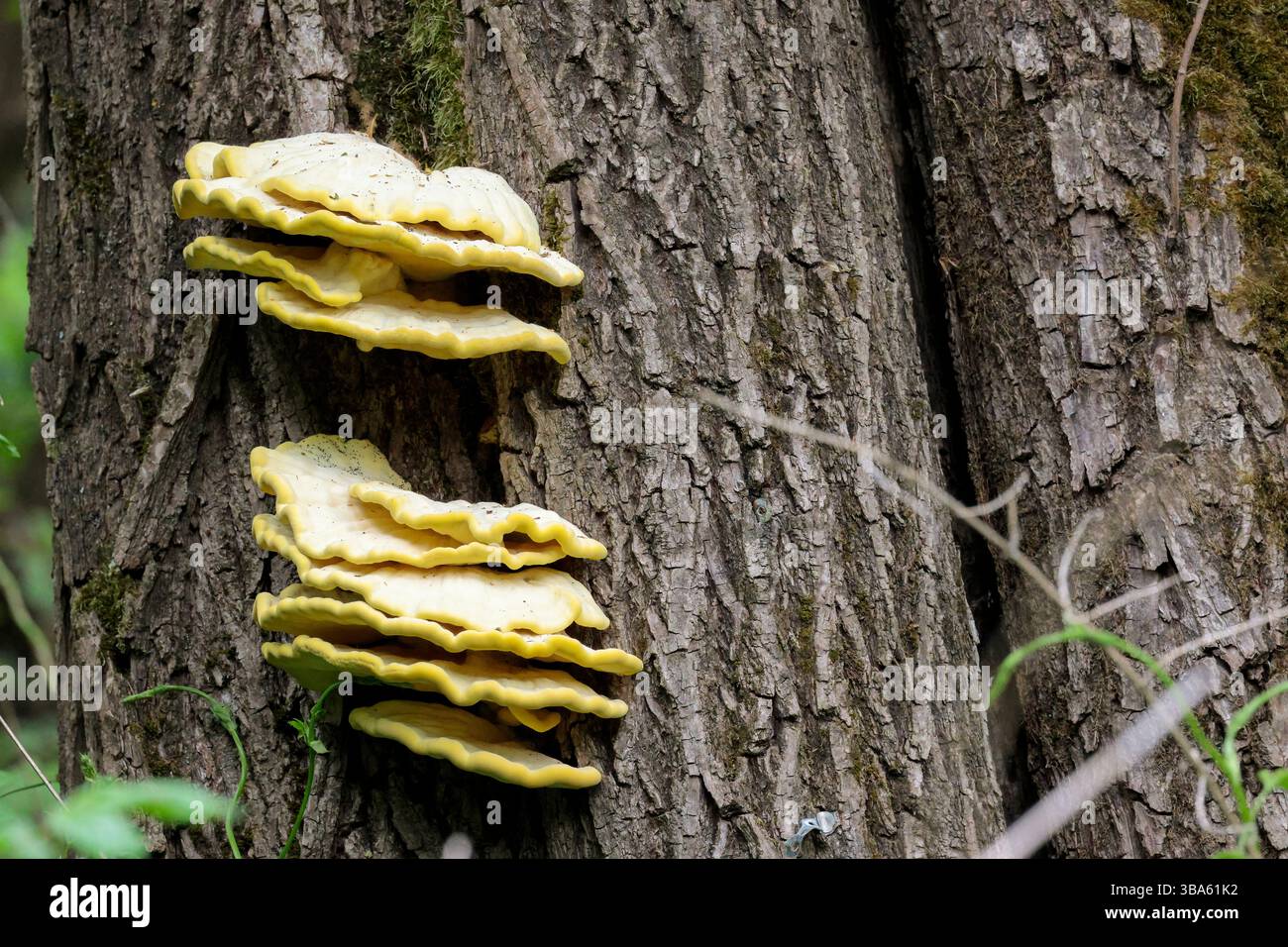 Gelbe Pilze Laetiporus sulphureus, Waldhühner Regalschichten oder Klammerpilze auf Baumstamm orange gelbe Außenränder cremeweiß oben Stockfoto