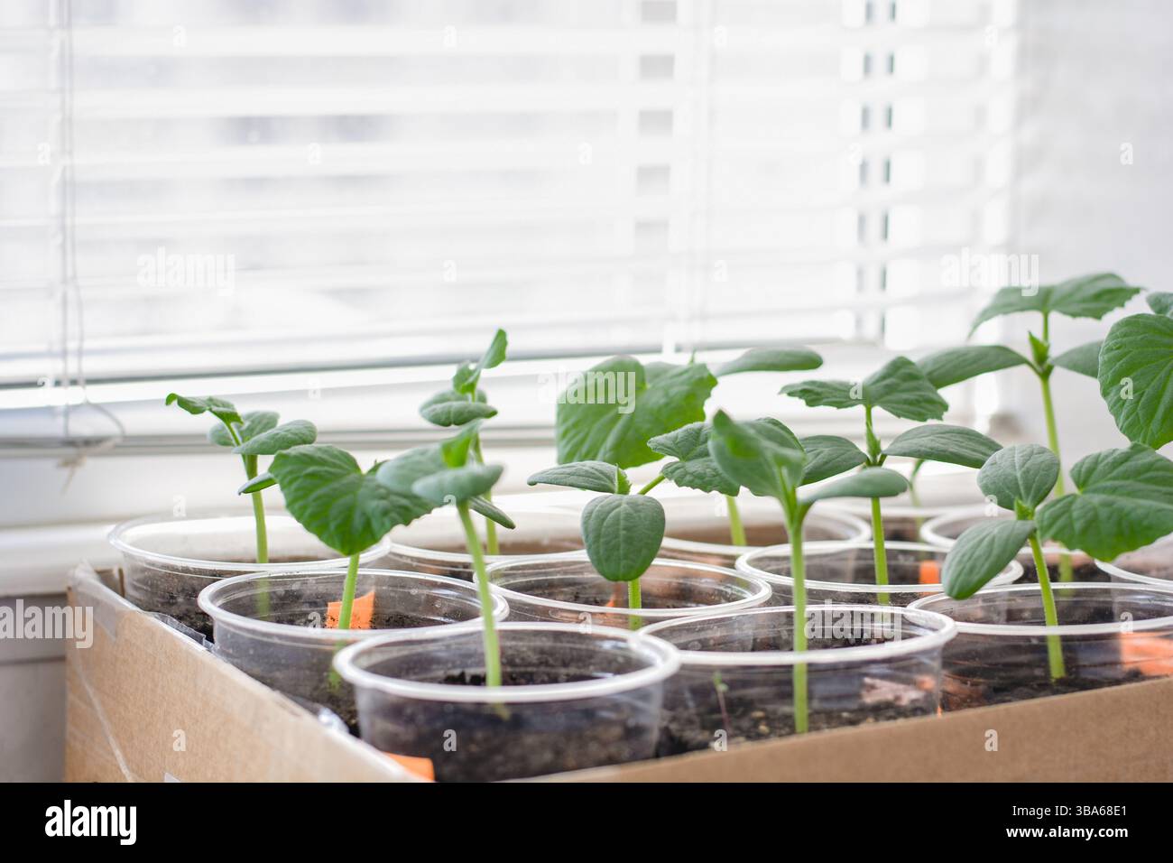 Keimlinge von Gurken und Wassermelonen vor dem Hintergrund von Fensterjalousien, die Gartenarbeit Stockfoto