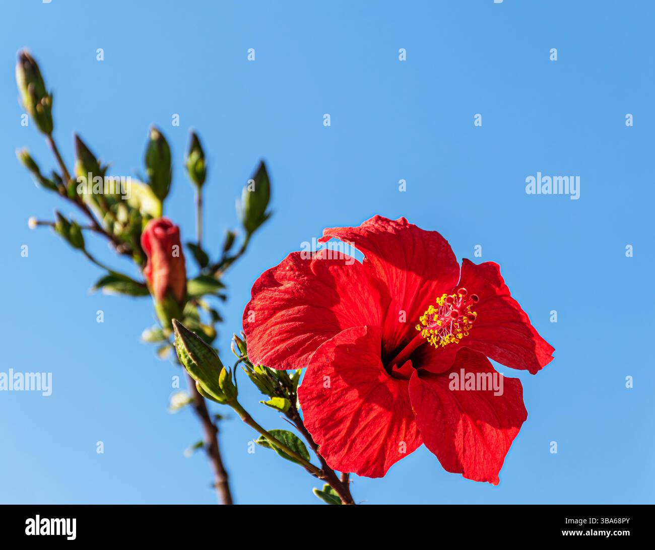Blume von Hibiscus rosa sinensis Linn, selektiver Fokus Stockfoto