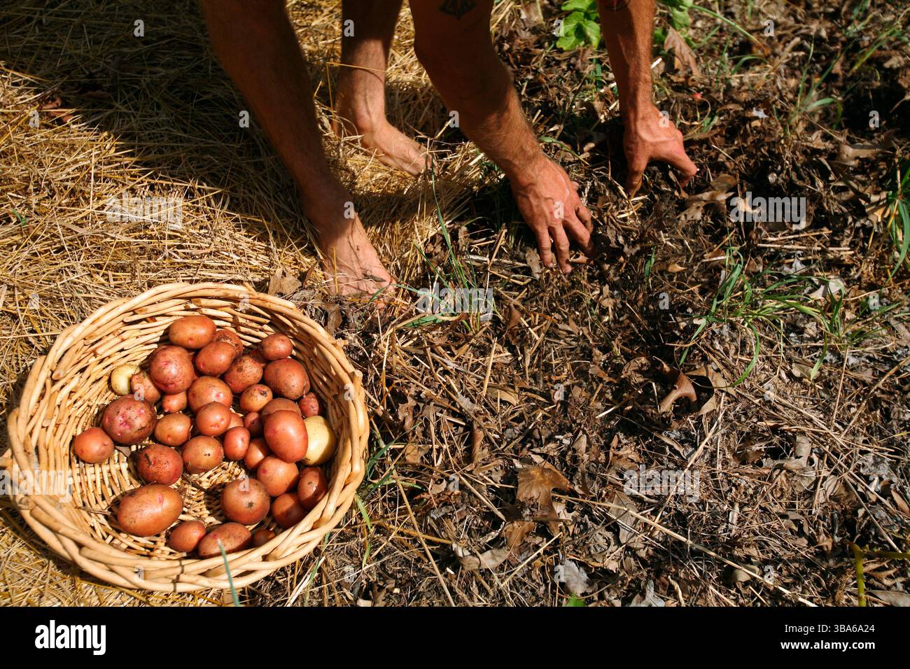 Ein Mann pflückt Kartoffeln auf der Farm Stockfoto
